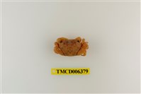 藏品(褶痕厚紋蟹)的圖片